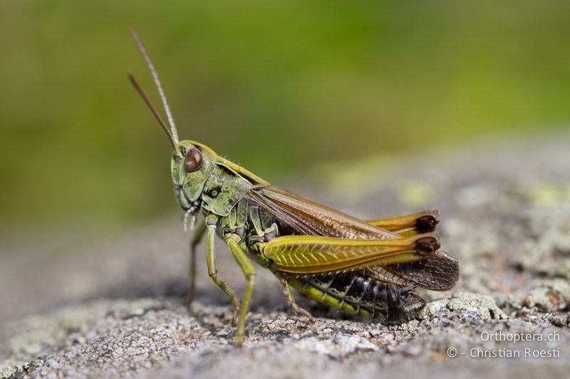 Omocestus viridulus ♂. Die vollständig hellen Taster sind gut zu erkennen - CH, BE, Stechelberg, 30.08.2013