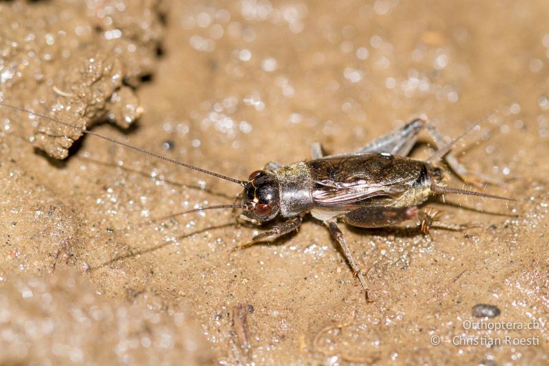 Eumodicogryllus bordigalensis ♂ - GR, Ostmakedonien, Kiprinos, 13.05.2013