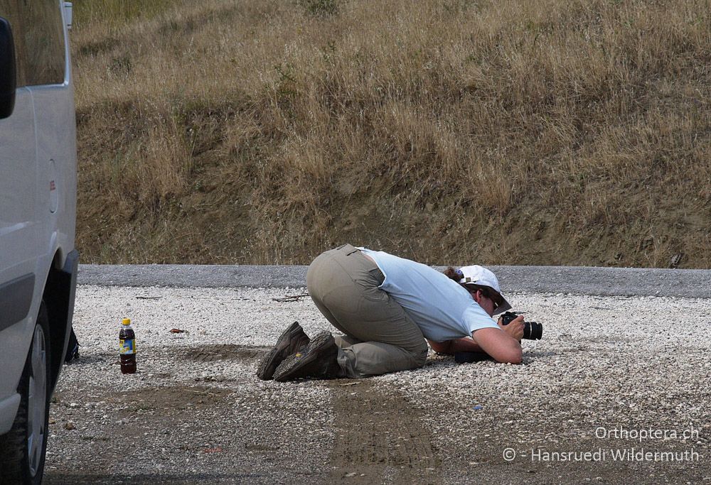 Selbst Strassen sind vor Heuschrecken-Fotografen nicht sicher - GR, Thessalien, Pefki, 12.07.2013