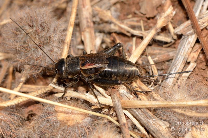 ♀ der Steppengrille (Melanogryllus desertus) - GR, Zentralmakedonien, Mt. Hortiatis, 04.07.2013