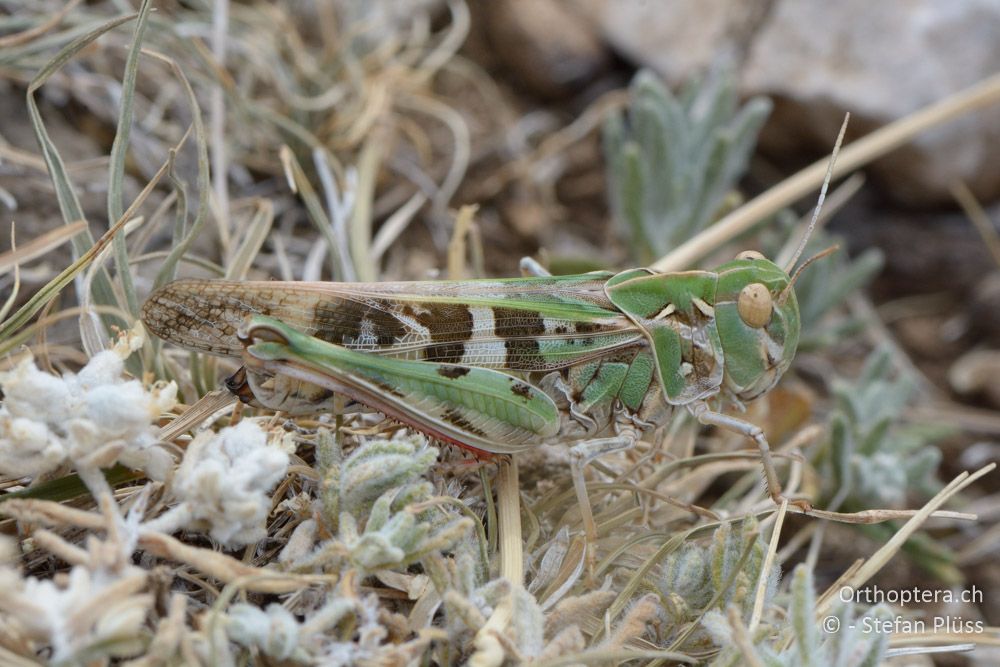 Oedaleus decorus ♀ - HR, Cres, Predošćica, 23.07.2015