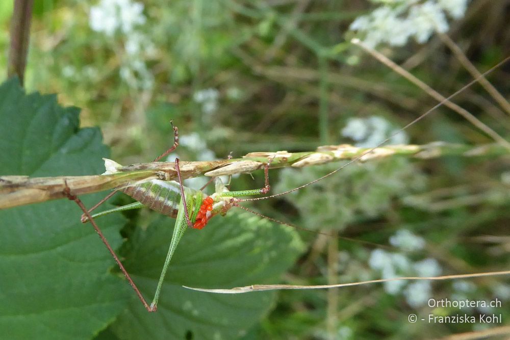 Gestreifte Zartschrecke (Leptophyes albovittata) ♂ - BG, Chaskowo, Matochina, 09.07.2018