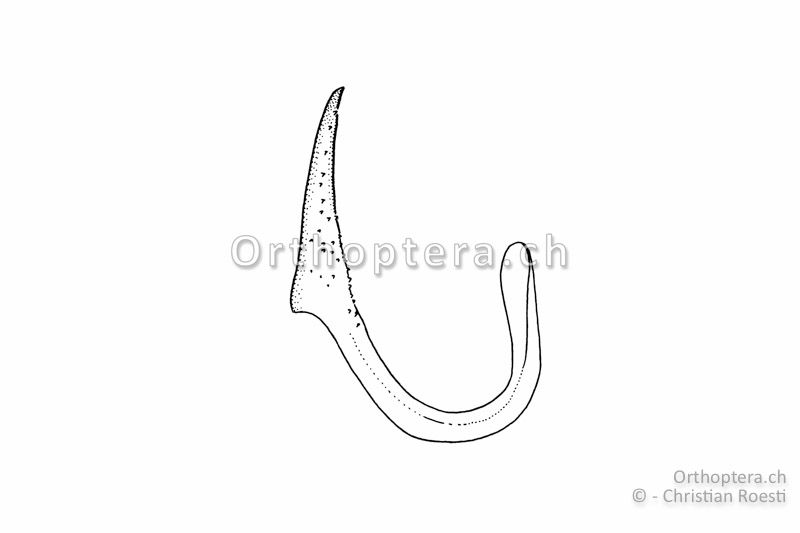 Rechter Titillator von Platycleis affinis ♂. Sowohl der bedornte Apikalteil als auch der unbedornte Basalteil sind auffällig schlank.