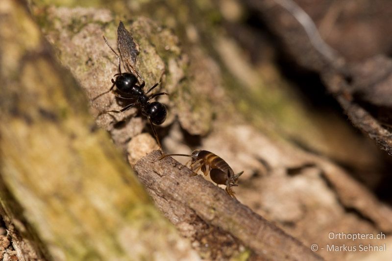 Myrmecophilus acervorum ♀ mit Glänzendschwarzer Holzameise (Lasius fuliginosus) - AT, Wien, Prater, 18.04.2012