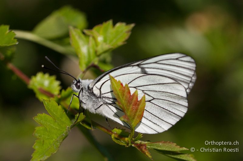 Baumweissling (Aporia crataegi) - HR, Istrien, Učka, 02.06.2014