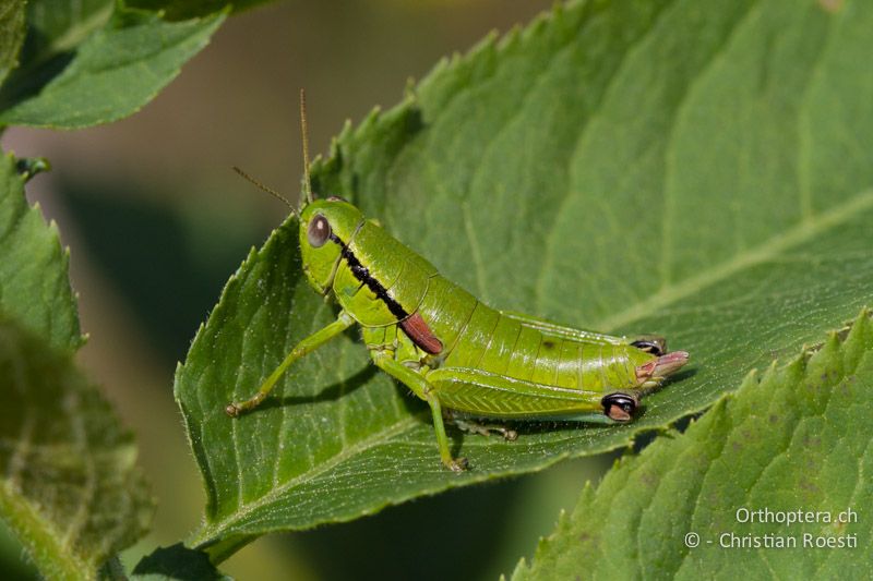 Odontopodisma fallax ♀ - HR, Primorje-Gorski, Krk, 07.06.2014