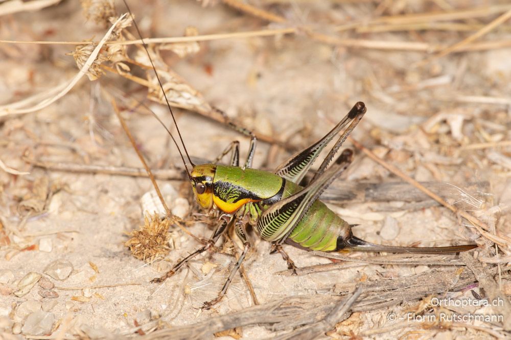 Eupholidoptera leucasi ♀ - GR, Ionische Inseln, Lefkada, 10.06.2024