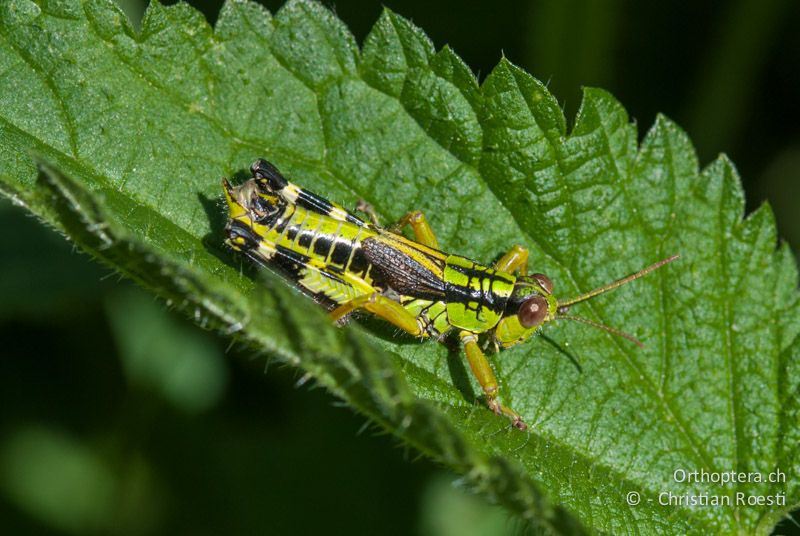 Miramella formosanta ♂ - CH, TI, Mt. Matro, 14.07.2008