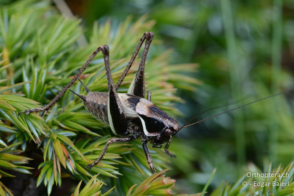 Pholidoptera rhodopensis ♂ - BG, Blagoewgrad, Bergwiese bei Pass nach Pirin, 12.07.2018