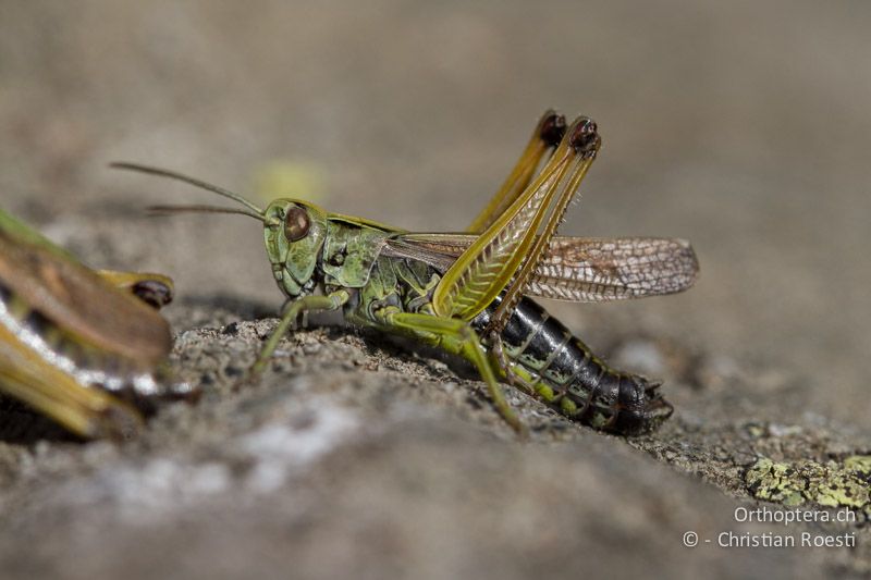 Omocestus viridulus ♂ beim Balzen - CH, BE, Stechelberg, 30.08.2013