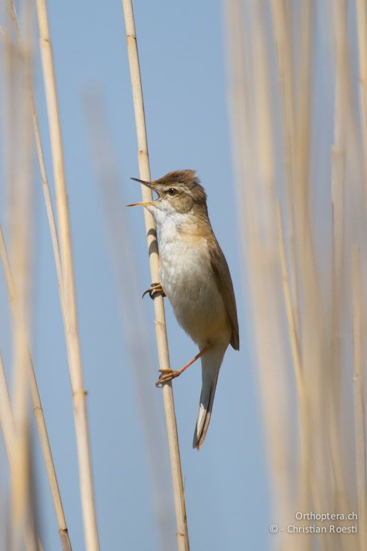 Feldrohrsänger (Paddyfield Warbler, Acrocephalus agricola) kurz nach der Ankunft aus dem Überwinterungsgebiet. Durankulak, 29.04.2012