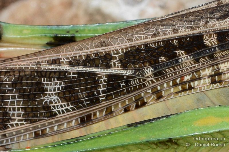 Locusta migratoria ♀. Anfänge der lateinischen und chinesischen Schrift - HR, Insel Cres, 23.07.2015