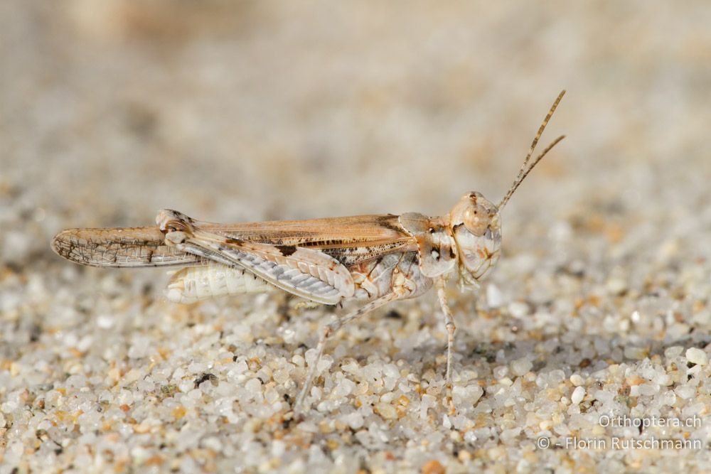 Acrotylus longipes. Die Länge des Mittelschenkels ist auffallend - Asprovalta, 24.07.2012