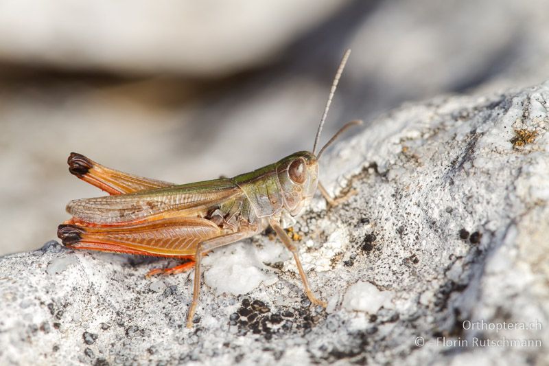 Stenobothrus fischeri ♂ - GR, Ostmakedonien, Xanthi, 18.07.2013