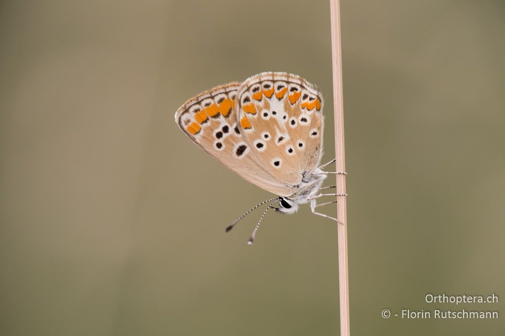 Hauhechel-Bläuling (Polyommatus icarus) - HR, Istrien, Buzet, 25.07.2014