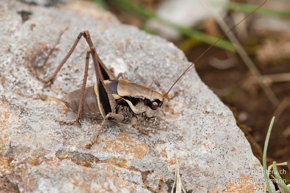 Pholidoptera dalmatina Männchen - HR, Lika-Senj, Velebit Nationalpark, 28.07.2014