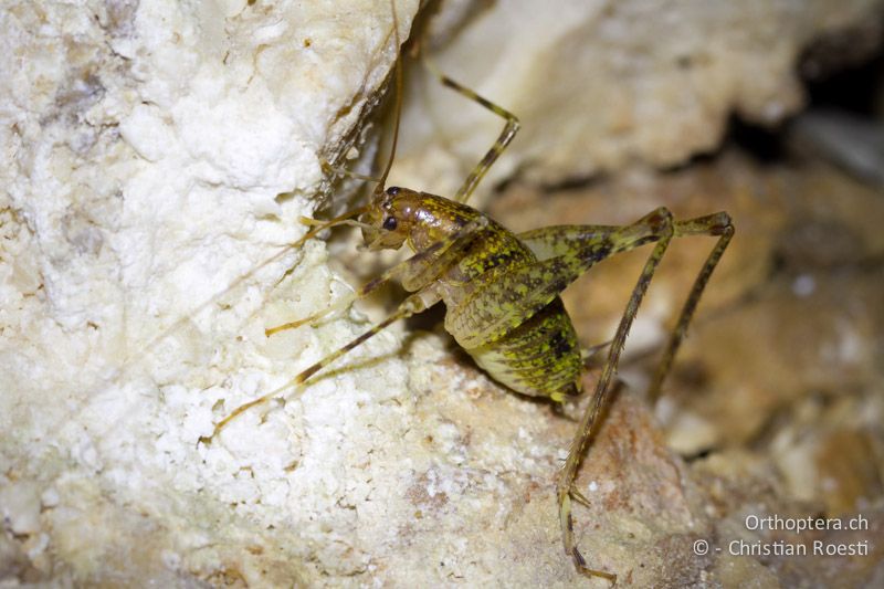 Troglophilus neglectus ♂ - Slowenien, Notranjsko-Kraška, Postojna, 31.05.2014