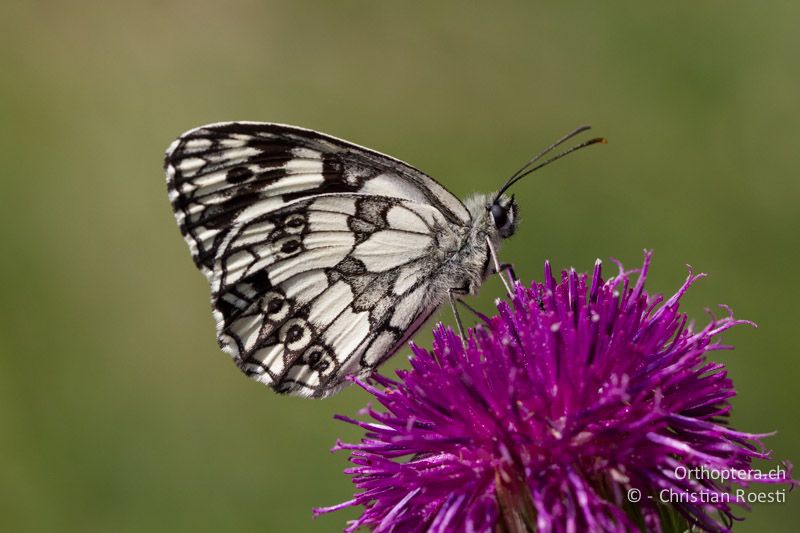 Schachbrettfalter - HR, Istrien, Kršan, 02.06.2014