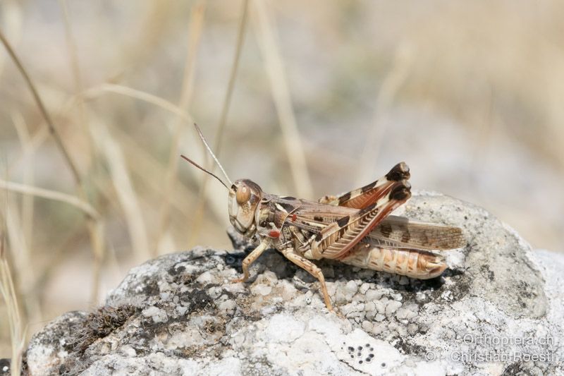 Dociostaurus maroccanus ♂ - HR, Primorsko-goranska županija, Cres, Predošćica, 23.07.2015