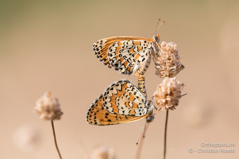 Paarung des Scheckenfalters Melitaea trivia - GR, Zentralmakedonien, Vyroneia, 08.07.2017