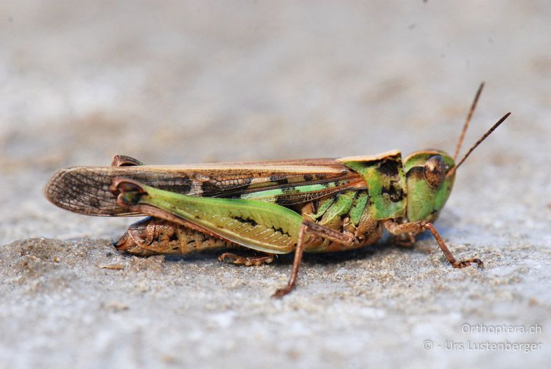 Aiolopus thalassinus - FR, Port-Saint-Louis-du-Rhône, 09.07.2014