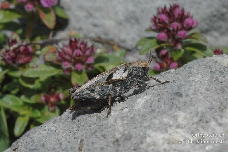 Tetrix bipunctata ♀ - CH, VS, Derborence, 17.07.2007