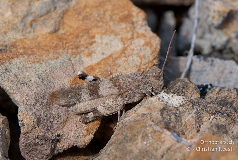 Oedipoda germanica ♂. Dieses Tier hat die helle, orangene Steinfärbung perfekt angenommen - FR, Aude, Port-la-Nouvelle, 04.09.2007