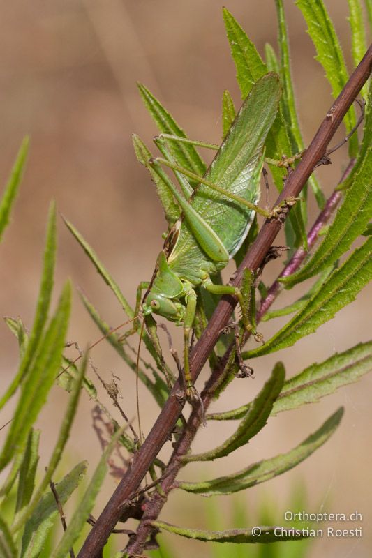 Tettigonia viridissima ♂ - GR, Rhodos, Kremasti, 19.05.2013