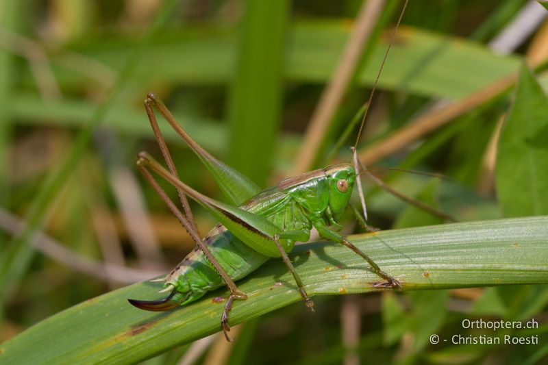 Bicolorana bicolor ♀ - CH, BL, Bubendorf, 18.08.2011