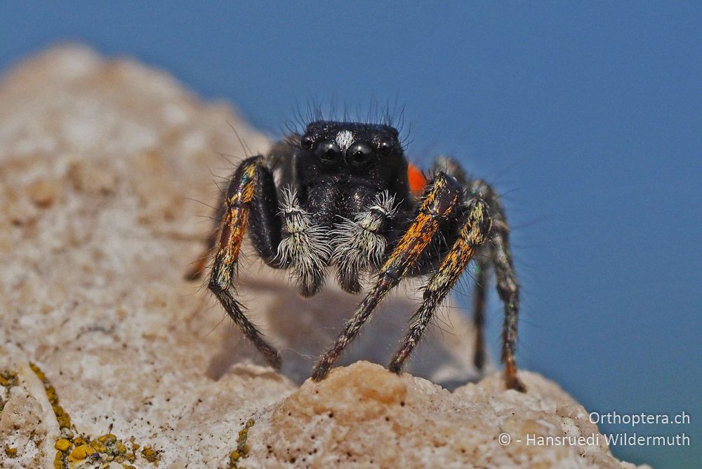 Philaeus chrysops - HR, Istrien, Vela Učka, 20.07.2015