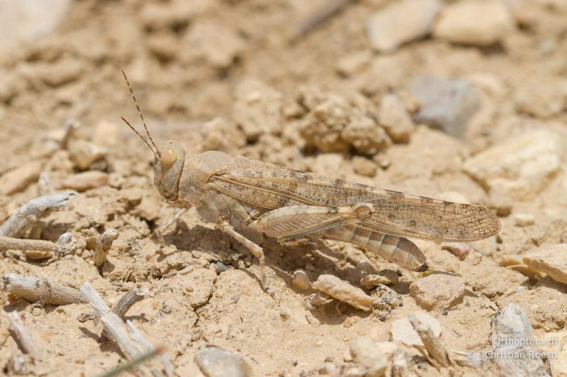 Männliche Kurzfühlerschrecke der Gattung Sphingonotus. Eine Aufnahme des extravaganten Gesangs mit den ungewöhnlich reinen Tönen und Flugschnarren ist in der Stimmengalerie zu hören. Wadi Araba, 22.05.201