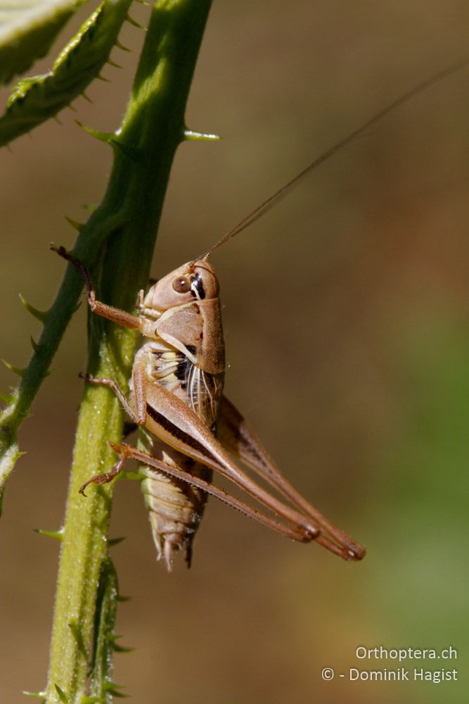 Männchen der Beissschrecke Metrioptera oblongicollis - Mt. Vernon, 18.07.2011