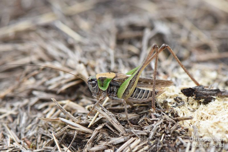 Montana (Platycleis) montana ♂ - AT, Niederösterreich, Ebergassing, 08.07.2018