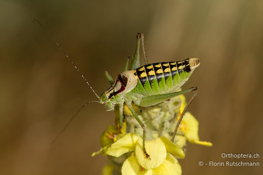 Poecilimon affinis, eine grosse Buntschrecken-Art - Mt. Vernon, 13.07.2012