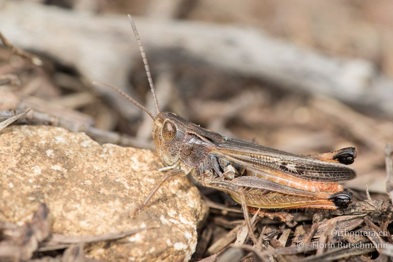 Stenobothrus fischeri ♂ - GR, Mittelgriechenland, Mt. Parnassos, 11.06.2015