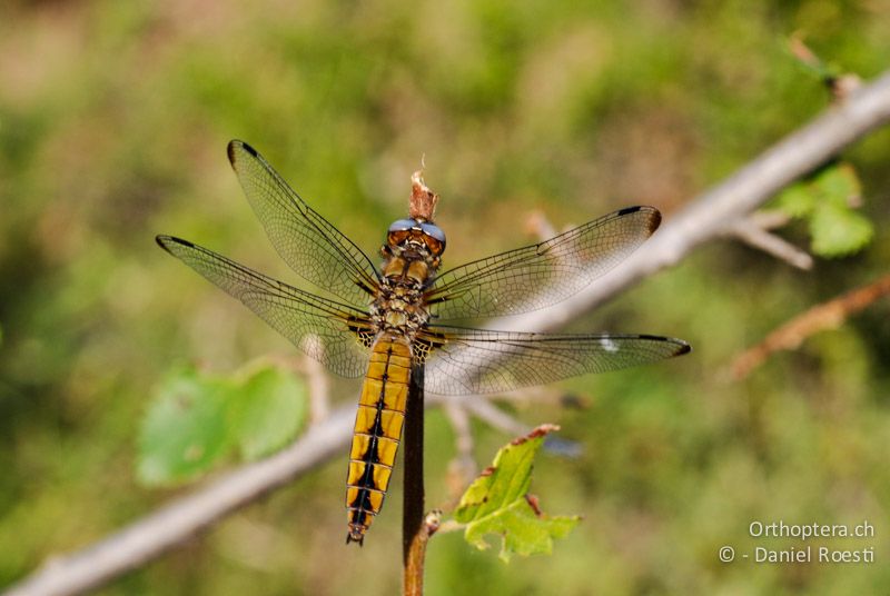 Spitzenfleck ♀ (Libellula fulva) - GR, Ostmakedonien, Mt. Pangeon, 06.07.2013