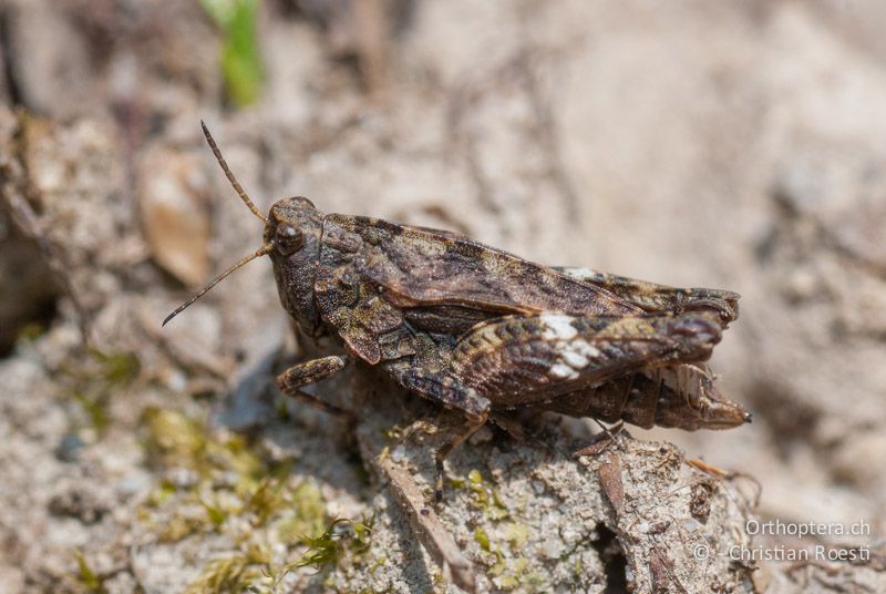 Tetrix undulata ♀ - CH, BE, Bickigen, 14.04.2010