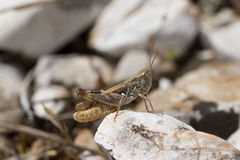 Singendes ♂ von Omocestus petraeus - FR, Col des Portes bei Rians, 06.07.2014