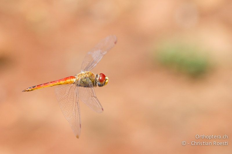 Pantala flavescens, Pantala ♂ - SA, Gauteng, Pretoria National Botanical Garden, 16.01.2015