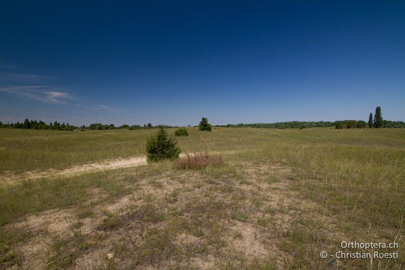 Sanddünen mit magerem Bewuchs - HU, Bács-Kiskun, Fülöpháza, 08.07.2016