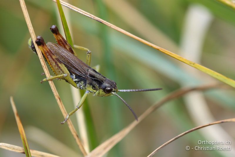 Chorthippus alticola ♂ - SLO, Goriška, Tolmin, Mt. Vogel, 19.09.2016