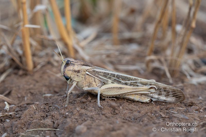 Locusta migratoria ♀ - ALB, Gjirokastra, Këlcyra, 20.06.2024