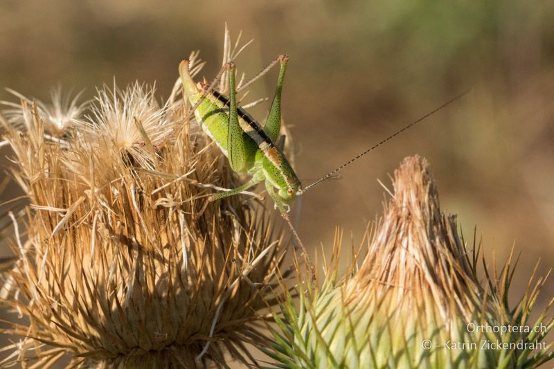 Poecilimon macedonicus ♀ - GR, Zentralmakedonien, Vyroneia, 08.07.2017