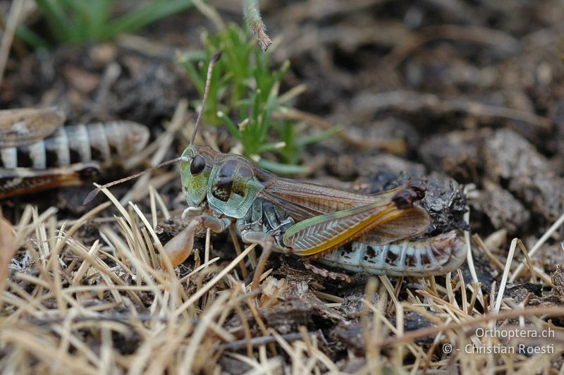 Gomphocerus sibiricus ♂ - IT, Aostatal, Aosta, 04.08.2006