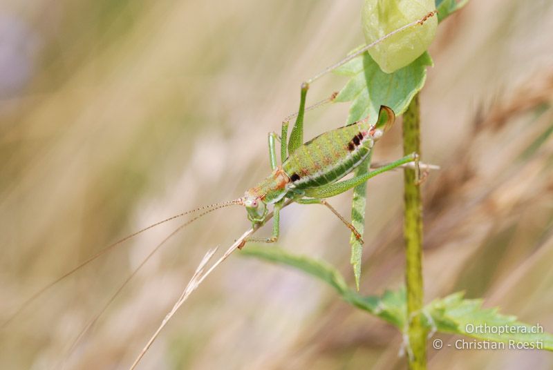 Leptophyes albovittata ♀ - AT, Niederösterreich, Ebergassing, 26.06.2008