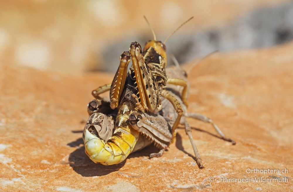 Prionotropis hystrix-Paar - HR, Istrien, Bokordići, 19.07.2015