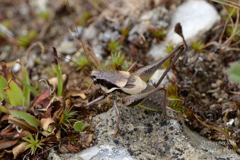 ♂ von Pholidoptera macedonica - GR, Westmakedonien, Mt. Vernon, 10.07.2013