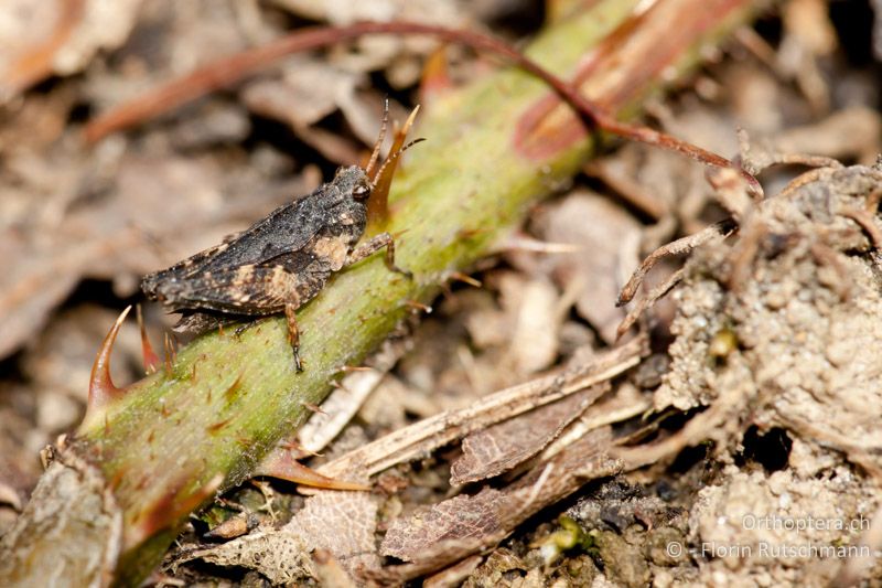 Larve eines ♂ von Tetrix undulata im letzten Larvenstadium - CH, TG, Lengwiler Weiher, 02.04.2011