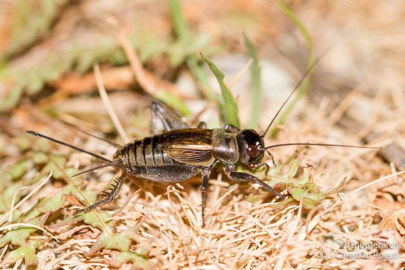 Melanogryllus desertus ♀ - GR, Thrakien, Evrosdelta, 11.05.2013