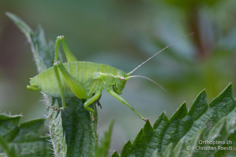 Poecilimon ornatus, ♀ im drittletzten Stadium- HR, Istien, Mt. Učka, 01.06.2014